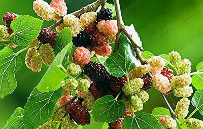 Vijay Sales Shahtoot/Mulberry Plant(Hybrid, Pack of 1)