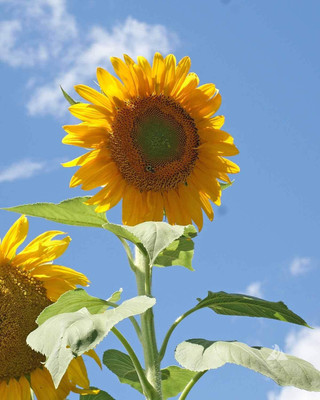 VibeX ® VXI-282 Sunflower Tall Single Stem Mammoth Grey Stripe Seed(200 per packet)