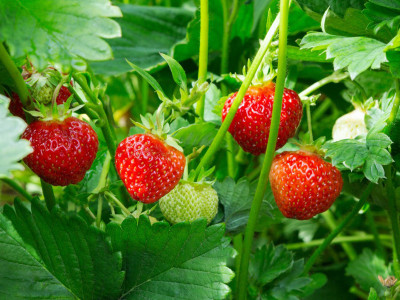 PLANTZON StrawBerry Seed(26 per packet)