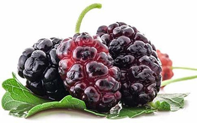 Vijay Sales Shahtoot/Mulberry Plant(Hybrid, Pack of 1)