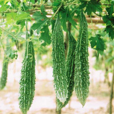 KUSH Bitter Gourd Seeds Seed(21 per packet)