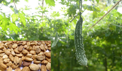 UGRA Bitter gourd Seeds Seed(80 per packet)