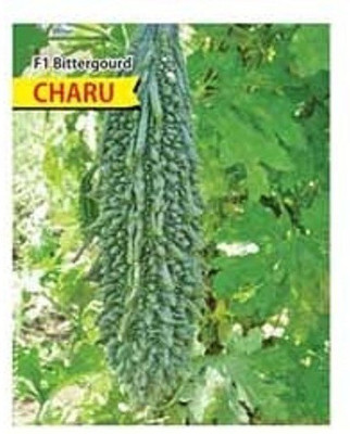 Sjeme Pusa Hybrid 1 Karela seed Seed(70 per packet)