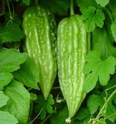 VNR Hong Kong Green Karela seed Seed(20 per packet)