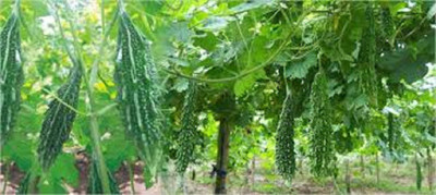 Sjeme Preethi (MC 4) Karela seed Seed(170 per packet)