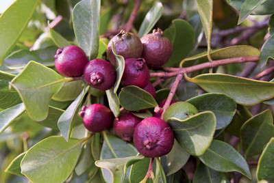 Grinian Guava Plant(Hybrid, Pack of 1)