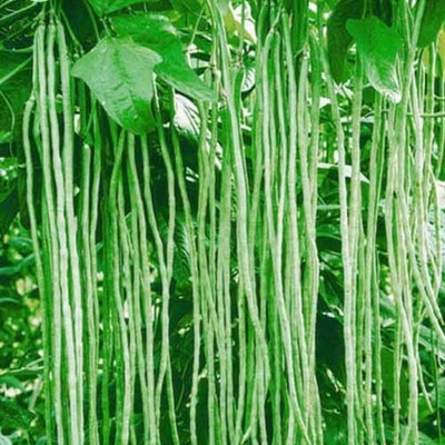 KUSH Long Beans (Lafs), 30 seeds per packet Seed(30 per packet)