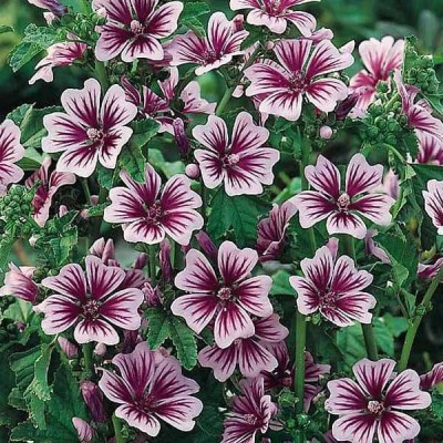 Crapulous Hollyhock Malva Flower seeds also cococopeat Seed(30 per packet)