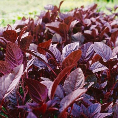 KUSH Red Amaranth Spinach Seed(5000 per packet)