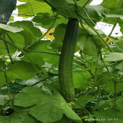 XOLDA Sponge gourd Seed(46 per packet)