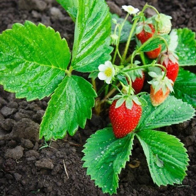 Jevik StrawBerry Fruit Hybrid Seed(11 per packet)