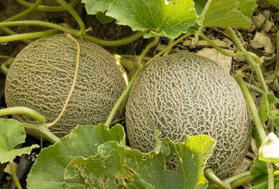 Paudha MuskMelon Hybrid Seed(26 per packet)