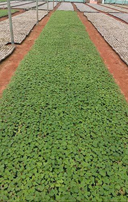 SONIRO red lady papaya seed Seed(600 per packet)