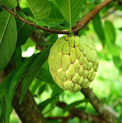 Paudha Custard Apple Seed(35 per packet)