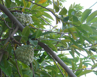 Paudha Custard Apple Seed(30 per packet)