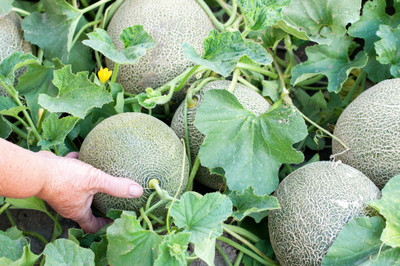 Mozette Hybrid Muskmelon Seed(55 per packet)