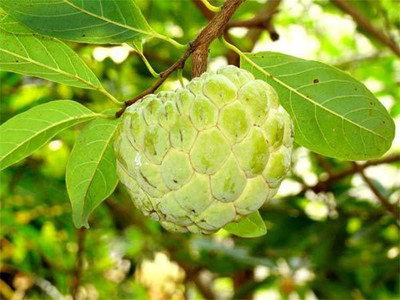 Paudha Custard Apple Seed(10 per packet)