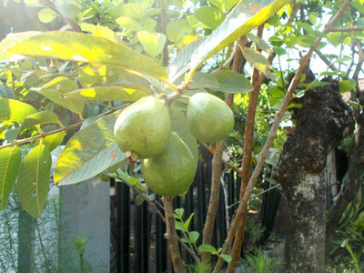 Mozette Hybrid Guava Seed(60 per packet)