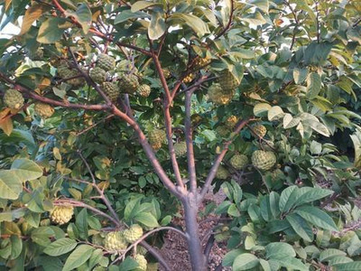 XOLDA Custard Apple Seed(10 per packet)