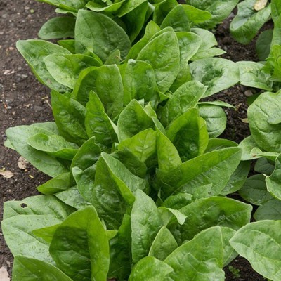 KUSH Spinach Seed(250 per packet)