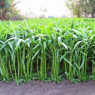 KUSH Water Spinach Seed(100 per packet)