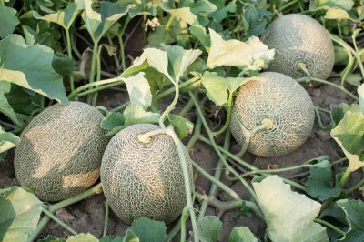 ME Traders Muskmelon Fruit Seed(51 per packet)