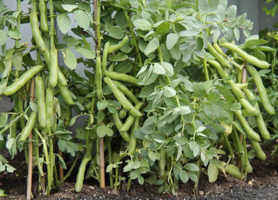 GOLU Hybrid All Time Asparagus Bean Seeds Hybrid All TimeBorboti Beej Seed(130 per packet)