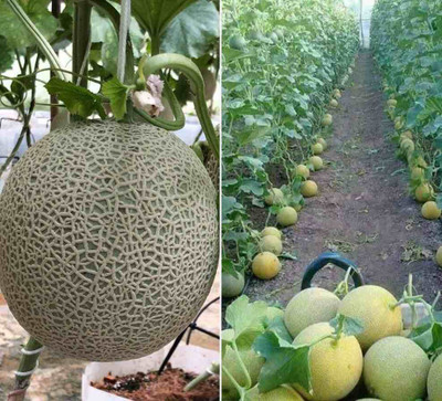 XOLDA Muskmelon Fruit Seed(20 per packet)