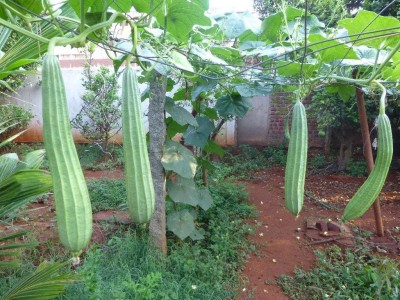 FERNSFLY® Ridge Gourd Seed(25 per packet)