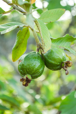 ME Traders Guava Seed(35 per packet)