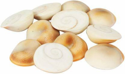 SATYAM Gomti Chakra Natural Energized for Health, Wealth, Success, Puja and Decoration - White - Set of 11 Stoneware Yantra