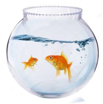 BILAL ANSARI 2.5 L Fish Bowl