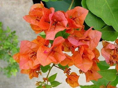 MODERN PLANT Bougainvillea Plant(Pack of 1)