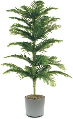 Bee Green Christmas Tree Plant(Pack of 1)