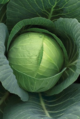 ALPINE HYBRID SEEDS Cabbage, Bandha Kobi, Band Gobhi Organic Seed(50 per packet)