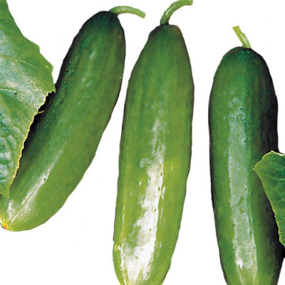 Avysa Diva Cucumber Seeds, Tender and Delicious-CuC_513 Seed(100 per packet)