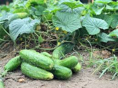 Sjeme Carolina Cucumber Seeds- 100 Seed(100 per packet)