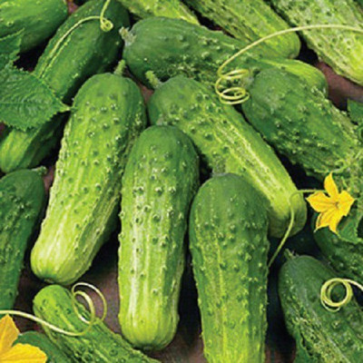 Sjeme Boston Pickling Cucumber Seeds- 500 Seed(500 per packet)