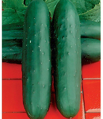 Sjeme Dasher ii Cucumber Seeds- 150 Seed(150 per packet)