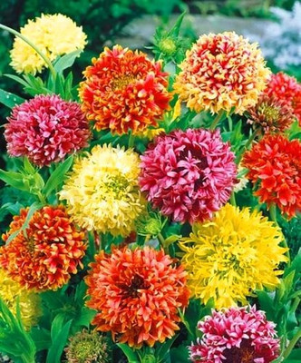 LIVOX GAILLARDIA MIXED FLOWER SEEDS Seed(50 per packet)