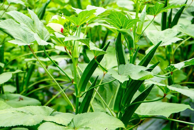 KLARKEE Z375_A_Green Okra/Bhindi Seeds Seed(50 per packet)