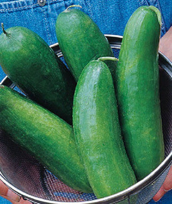 Sjeme Sugar Crunch Cucumber Seeds- 40 Seed(40 per packet)