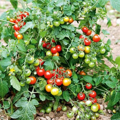 U-GROW INDIA F1 Hybrid Red Cherry Tomato Seed(100 per packet)