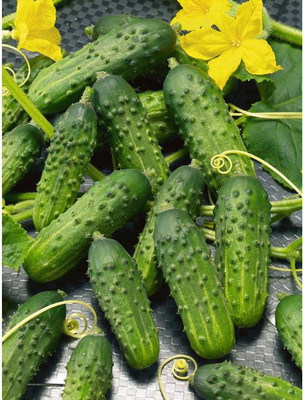 Sjeme Calypso Cucumber Seeds- 500 Seed(500 per packet)
