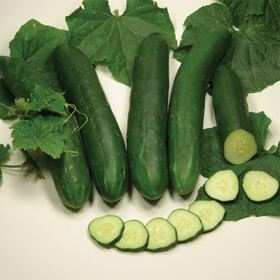 Sjeme Cucumber Seed(500 per packet)