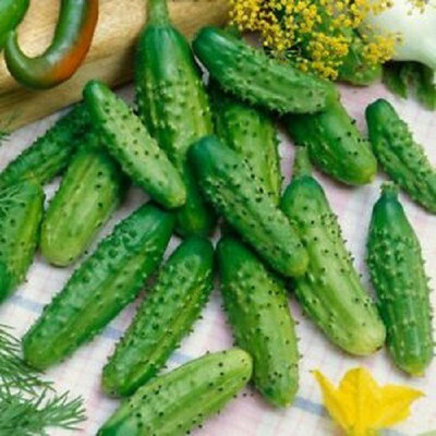 Sjeme Cucumber Seed(150 per packet)