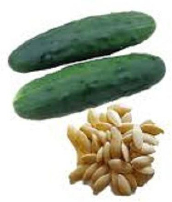 Sjeme Cucumber Seed(85 per packet)