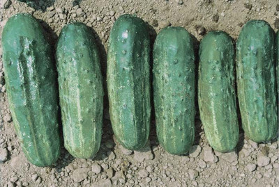 Sjeme Cucumber Seeds Seed(85 per packet)