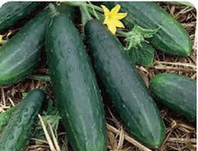 Sjeme Cucumber Seeds Seed(500 per packet)