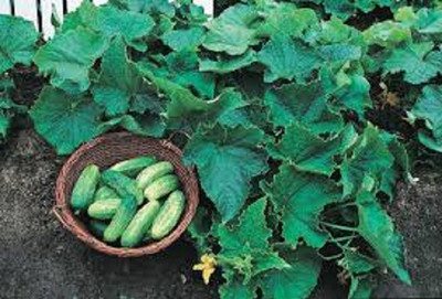 Sjeme Bush Pickle Cucumber Seeds- 150 Seed(150 per packet)